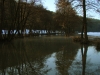 watertrees-1