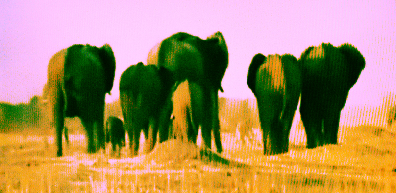 elefants-sand